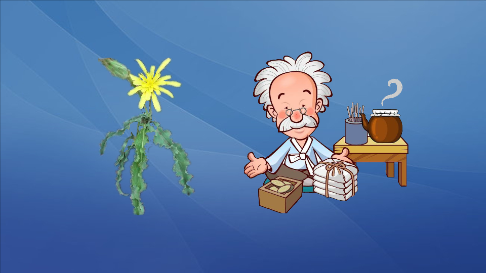 老虎嘴:菊科多年生草本植物