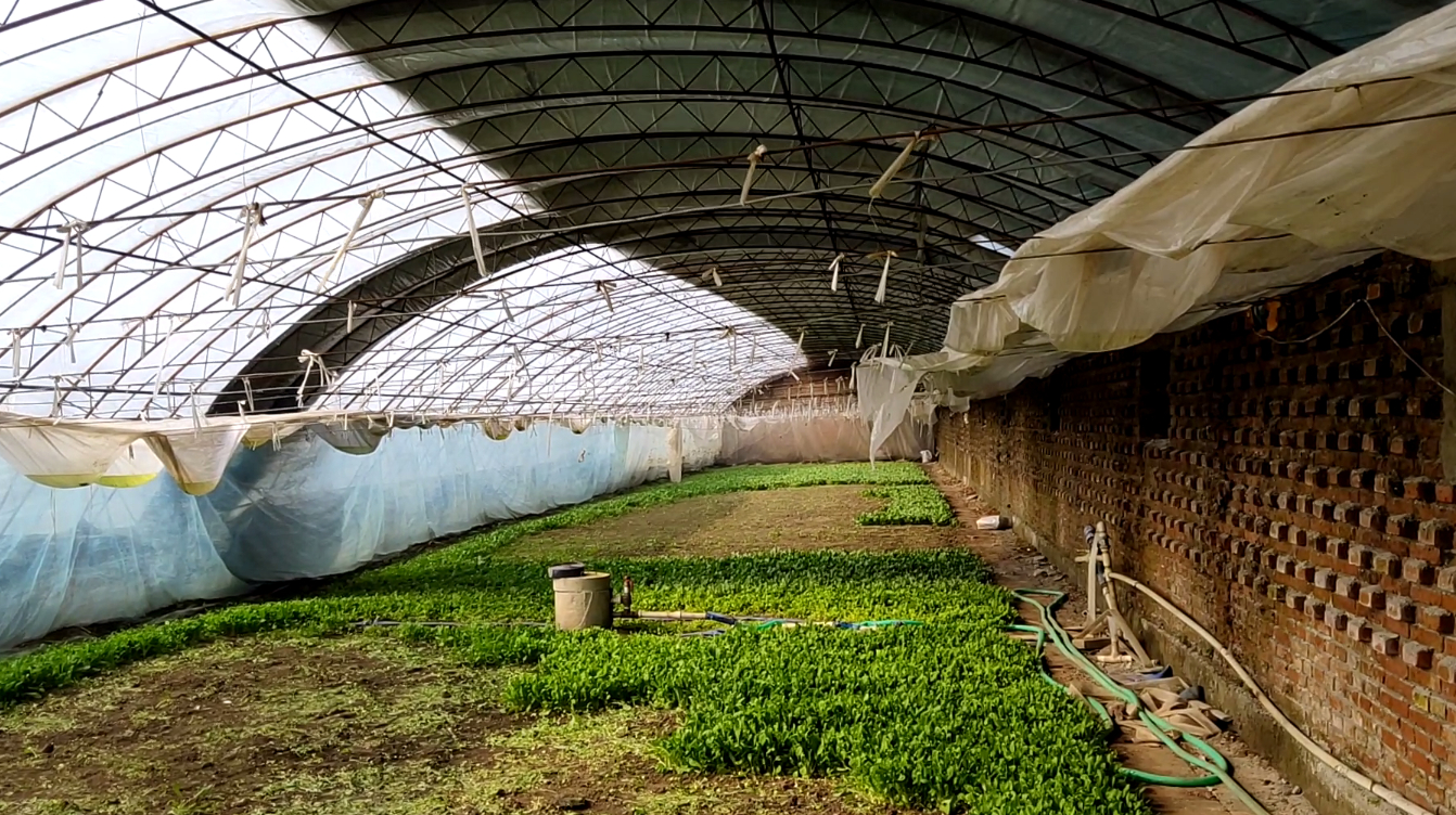 在东北农村种植蔬菜,种子在发芽之前,要有充足水分