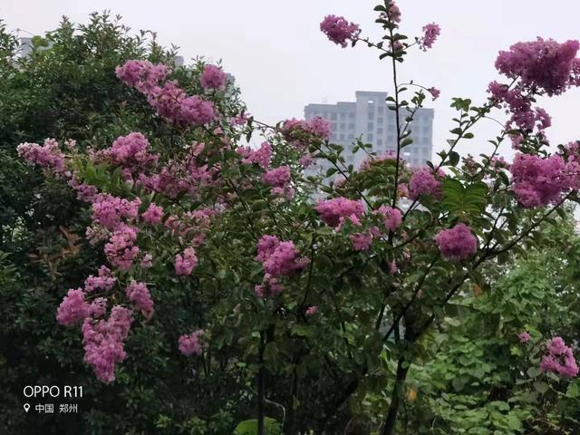 秋日细雨外一首