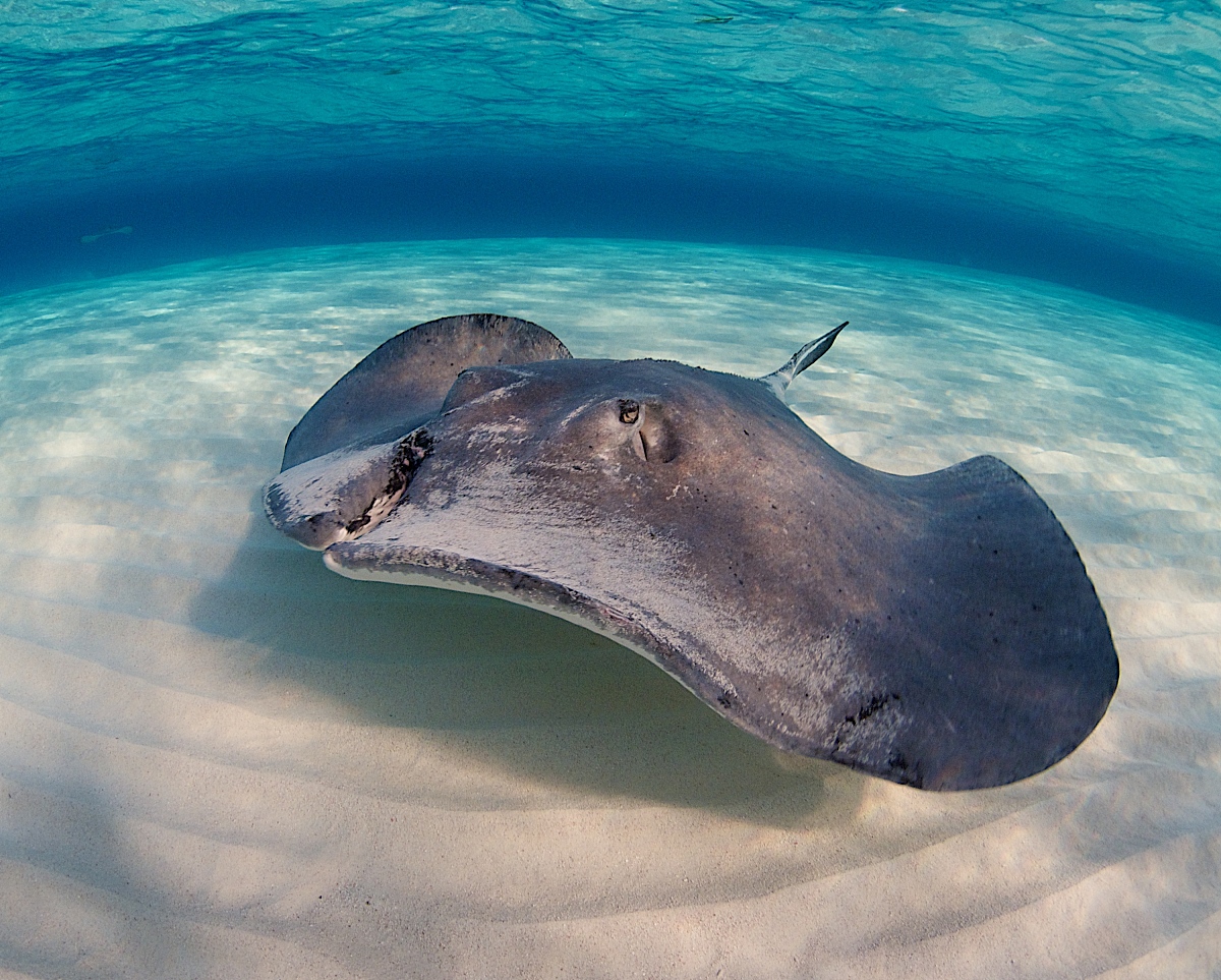 BG80线最佳磅数推荐：330磅！