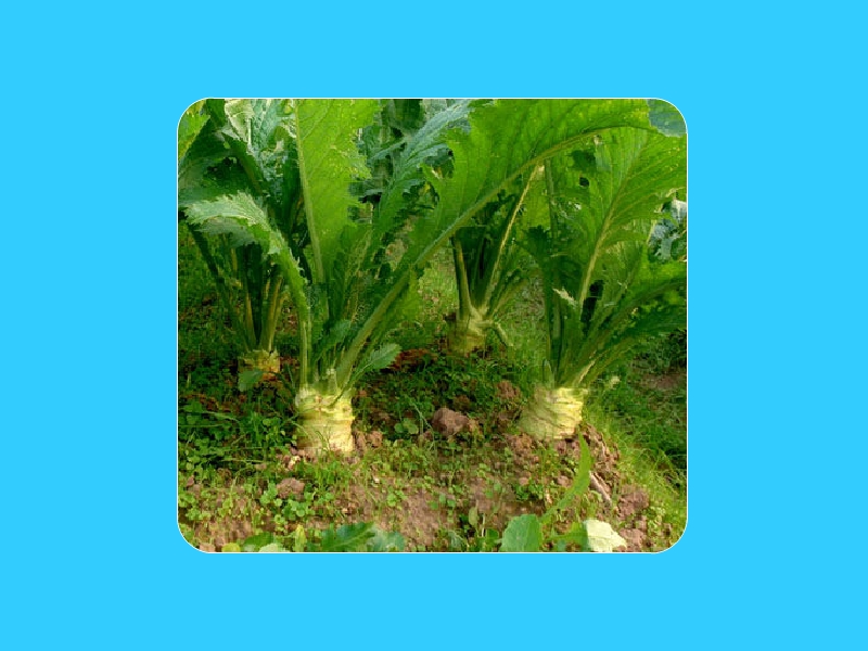 芥菜疙瘩:'是十字花科,芸苔属二年生草本植物