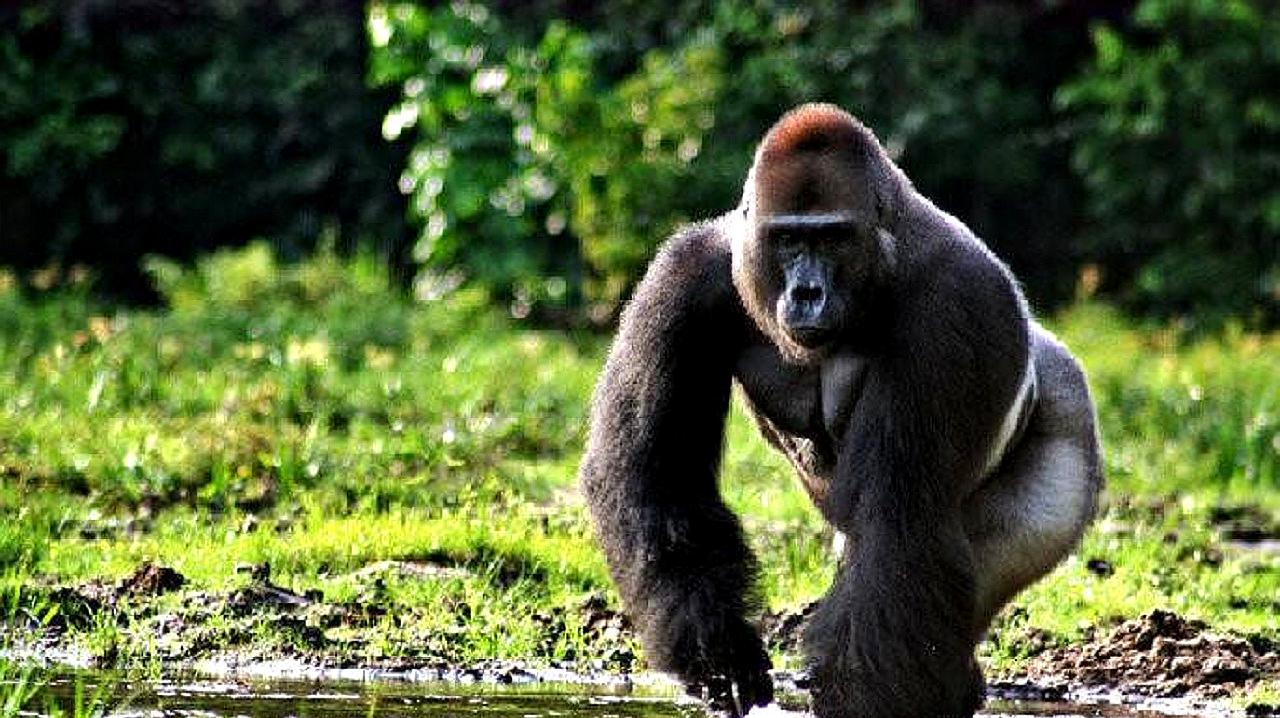 [图]动物专家遇到野生大猩猩，它一个动作笑翻网友，实在太聪明了