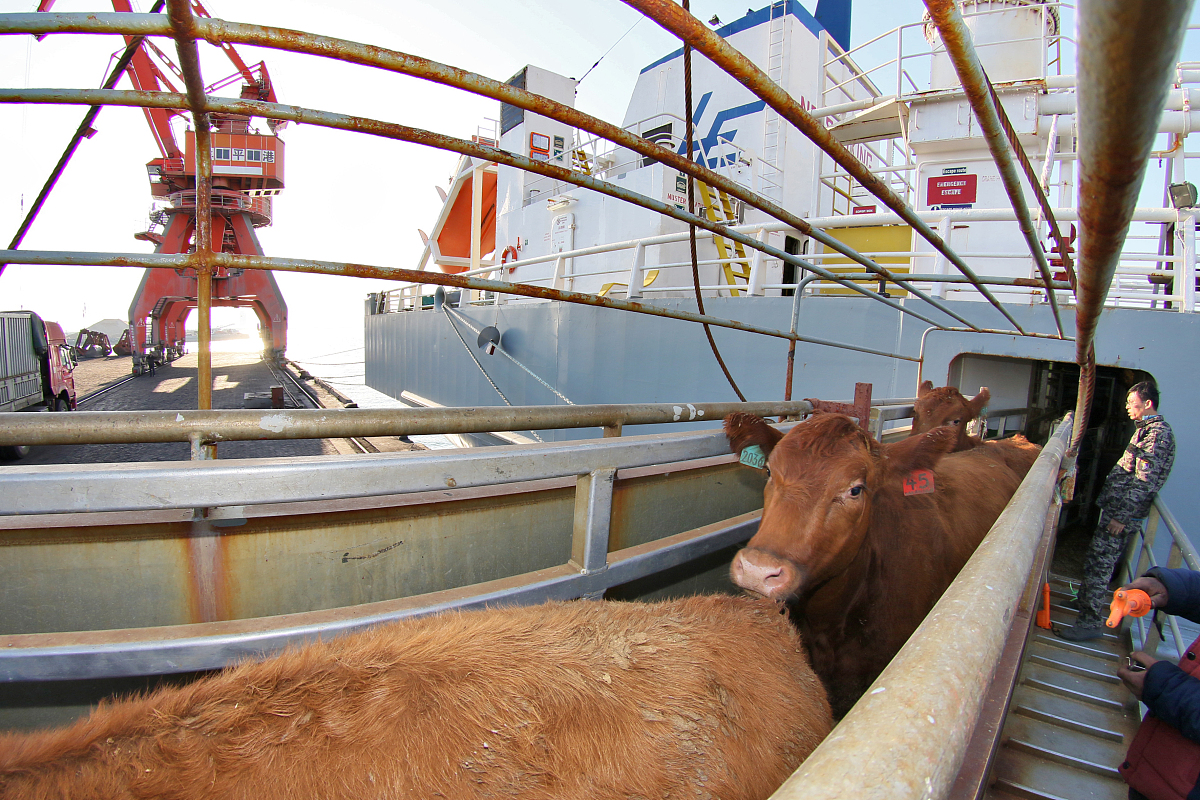 烟台港湾学校招生条件招生分数