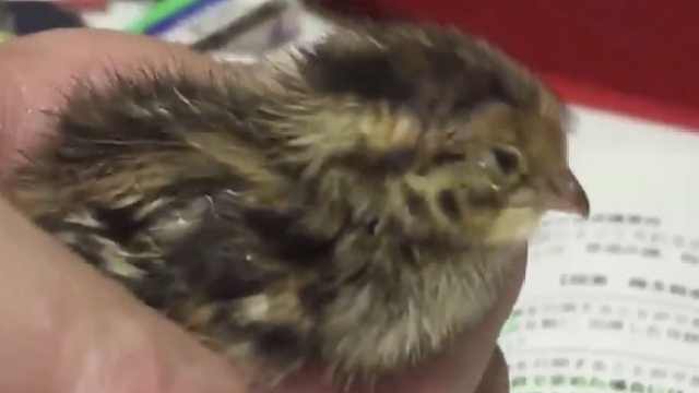 小鸡趁主人写作业,非要钻手心里睡