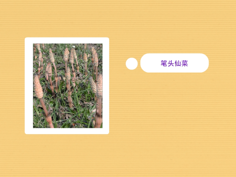 笔头仙菜:笔头仙菜的藻体微小,匍匐生长