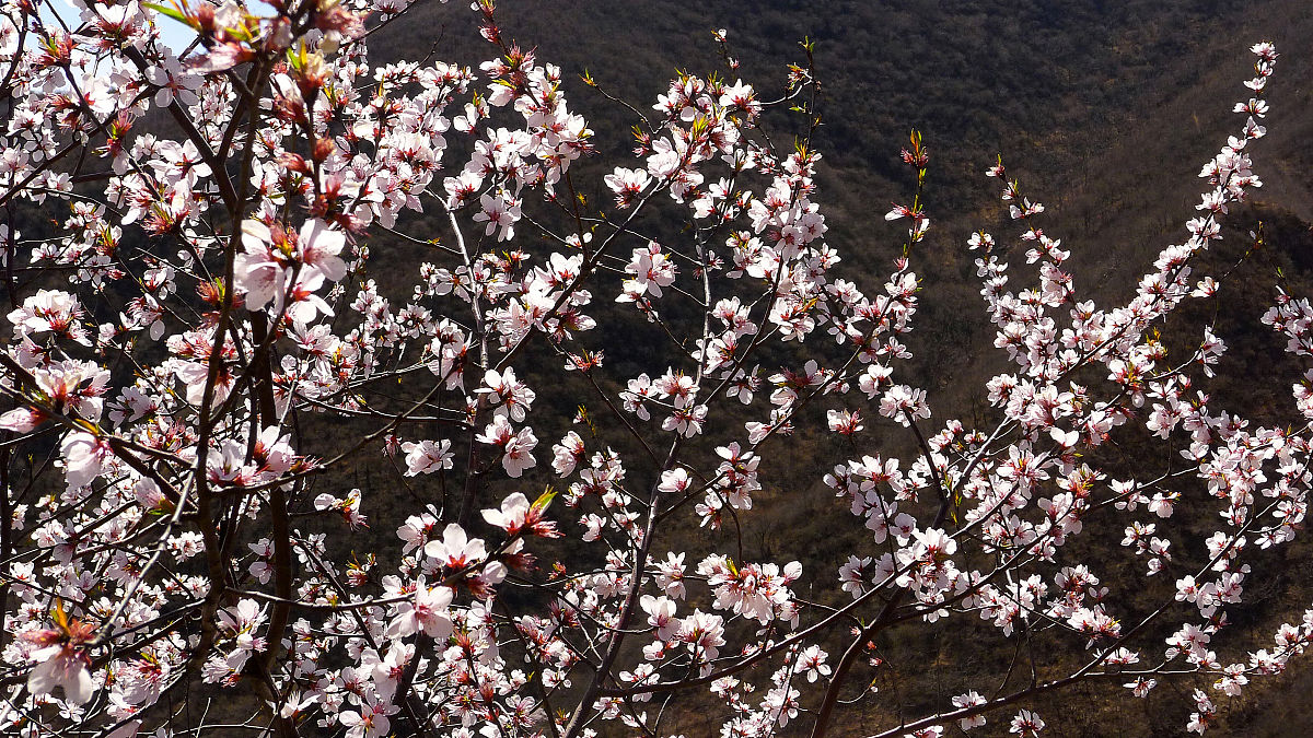 白居易《大林寺桃花》前两句的写法解析