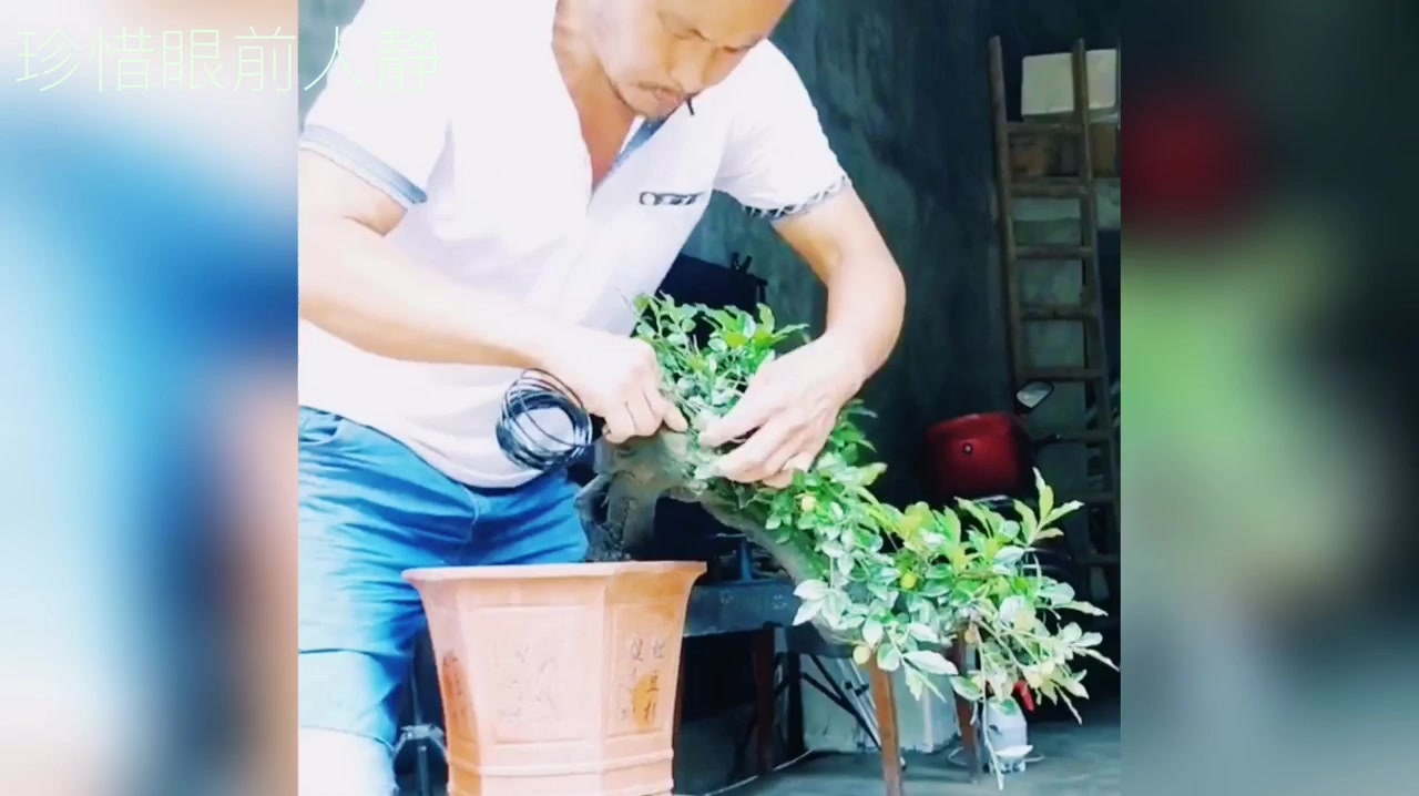 修剪整形一棵老桩金弹子盆景,精心搭配创作,悬崖式造型古色古香