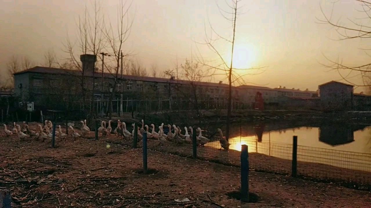 养种鹅并没有那么难,对场地要求很简单,小农庄实地带您看一看