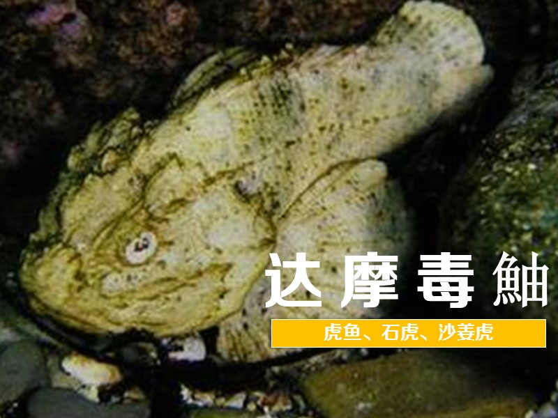 达摩毒鮋:中文名:达摩毒鮋;有毒鱼类