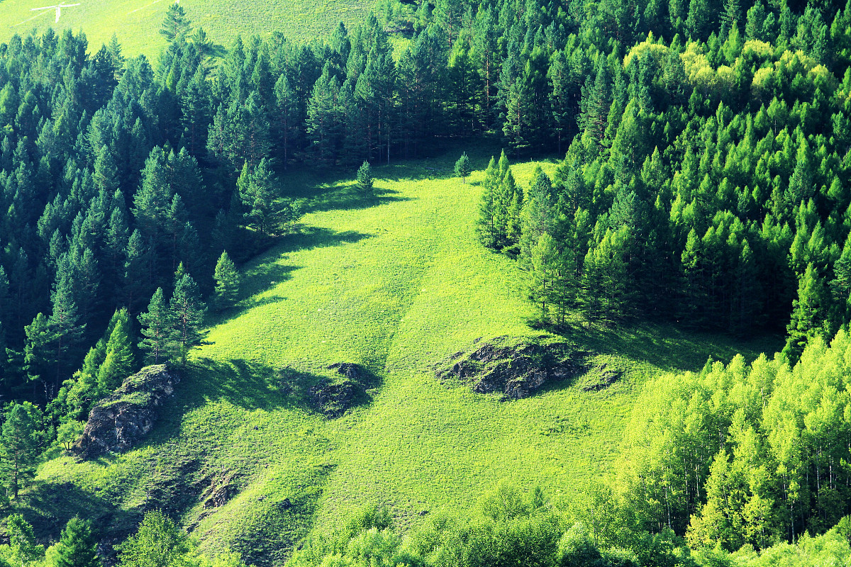 走进绿色自然 征文400字