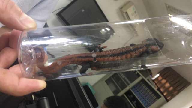 溪沟捉到
