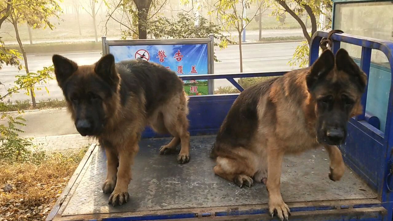 两条高大的德国牧羊犬,它们时不时地朝周围狂叫,显得很威风