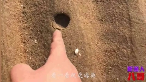 海边赶海发现螃蟹窝沙,没想到八爪鱼也窝沙,收获很多!