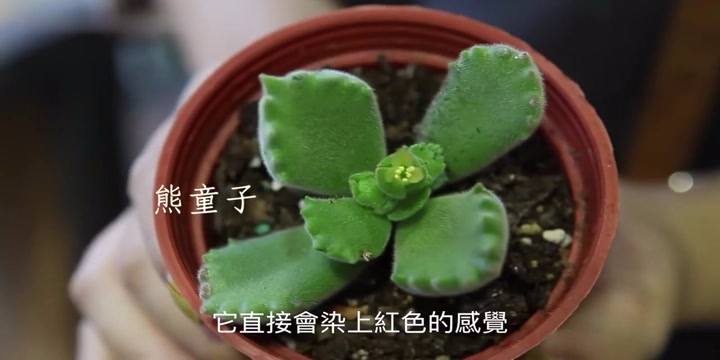 熊童子、姬秋丽……这些多肉植物你知道名字的由来吗?