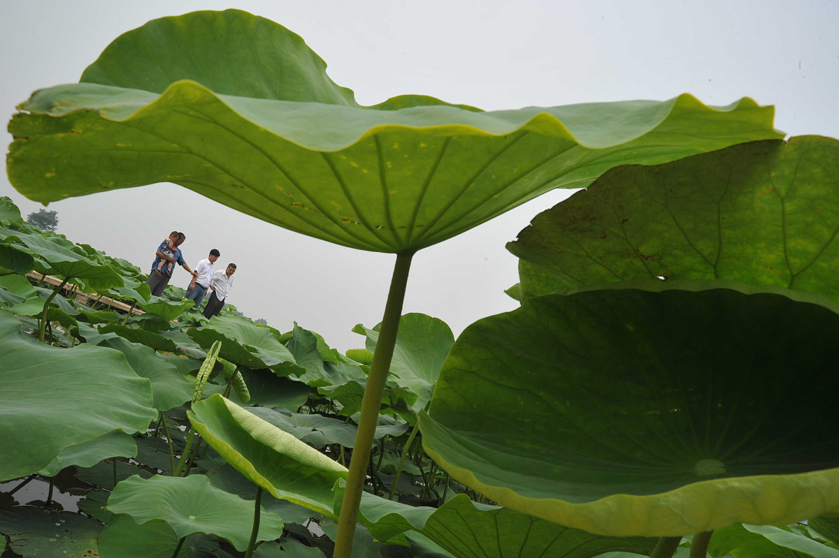灵璧这是绿信吗什么意思