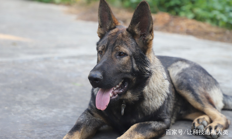 明犬 baijiahao.baidu.com