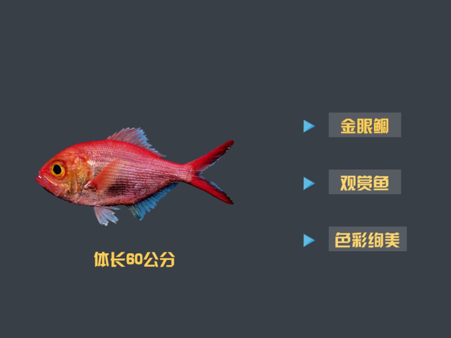 金眼鲷:硬骨鱼纲辐鳍亚纲的一个目鱼类的统称