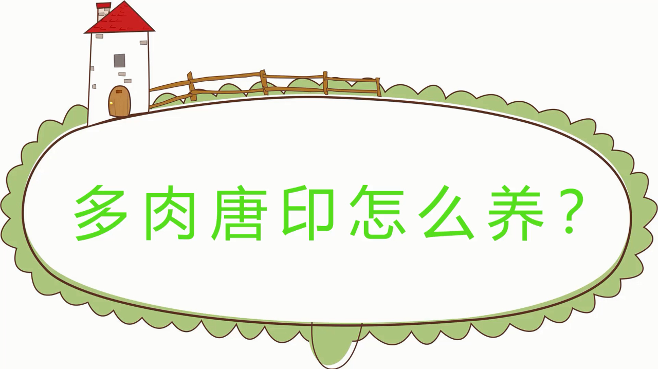 多肉唐印怎么养,做好这几点很重要