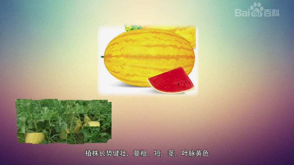安生黄美人