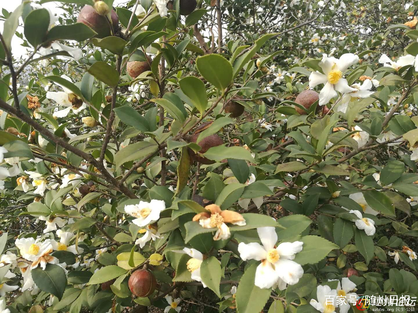 随州大力发展林业产业 推进乡村振兴成效明显