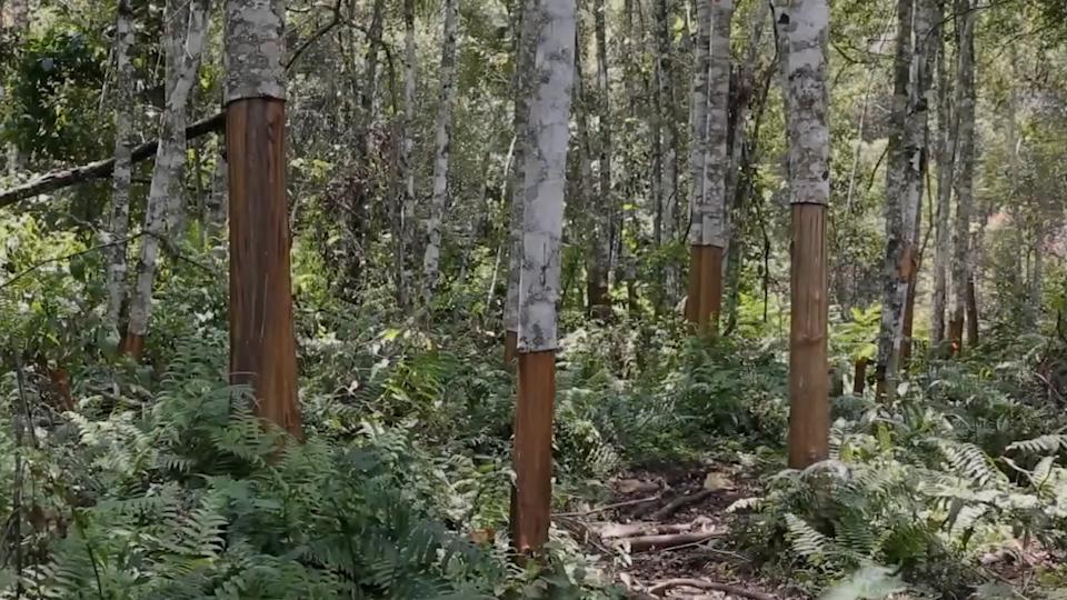 肉桂:樟属中等大乔木