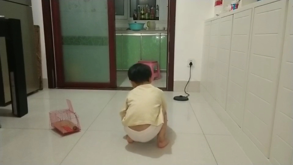 小鸡在接听散步捉食,小心心来看了看就走了!