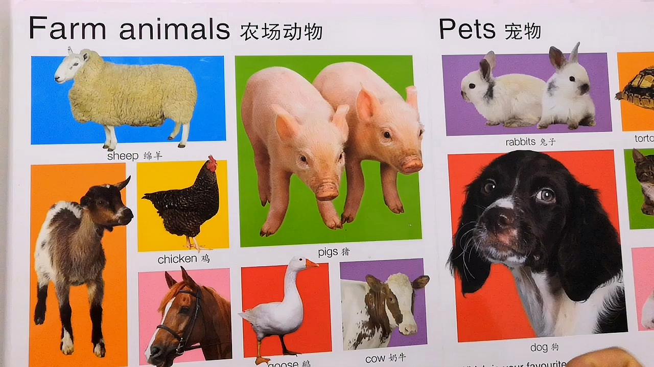 [图]基础英语单词 动物英语单词animals 幼儿英语启蒙必备词汇