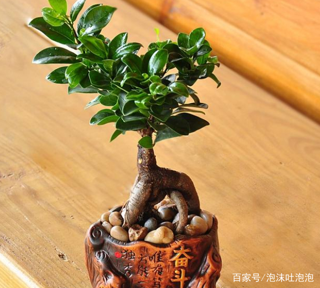 天气越来越冷 盆栽小榕树什么时候入室比较好