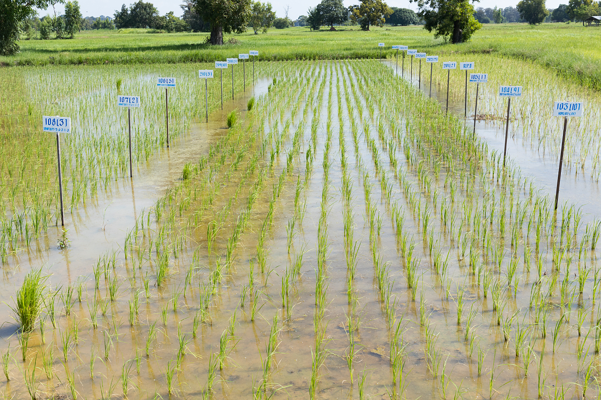 Yuan Longping: The Father of Hybrid Rice and Food Security Hero