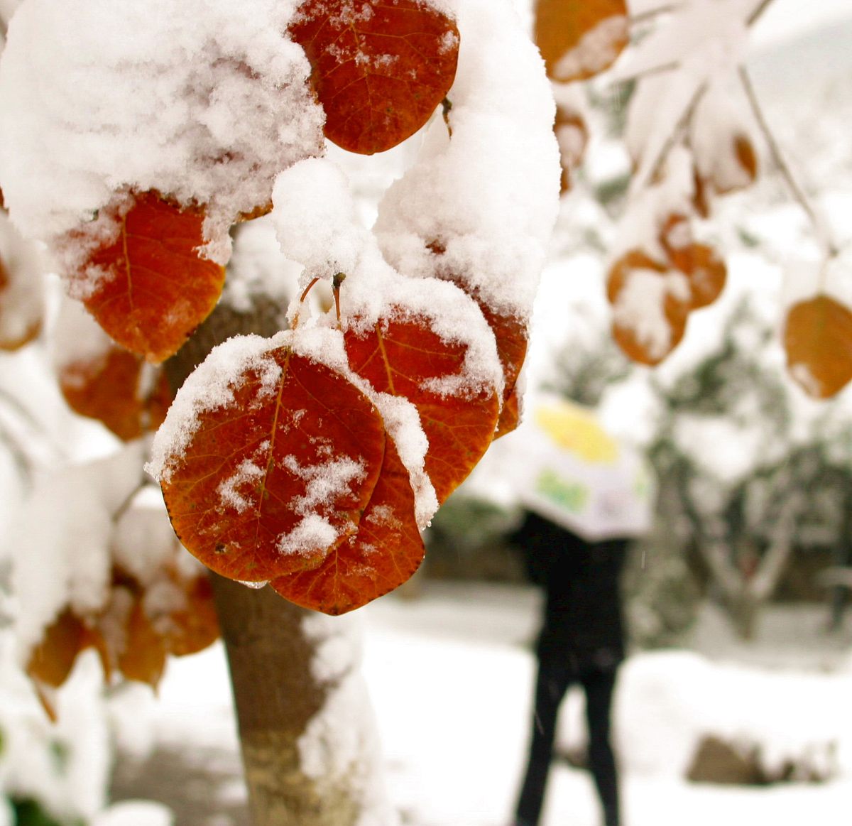 2004年11月25日一场大雪,令济南的街头,公园等地变成了冰雪的童话世界
