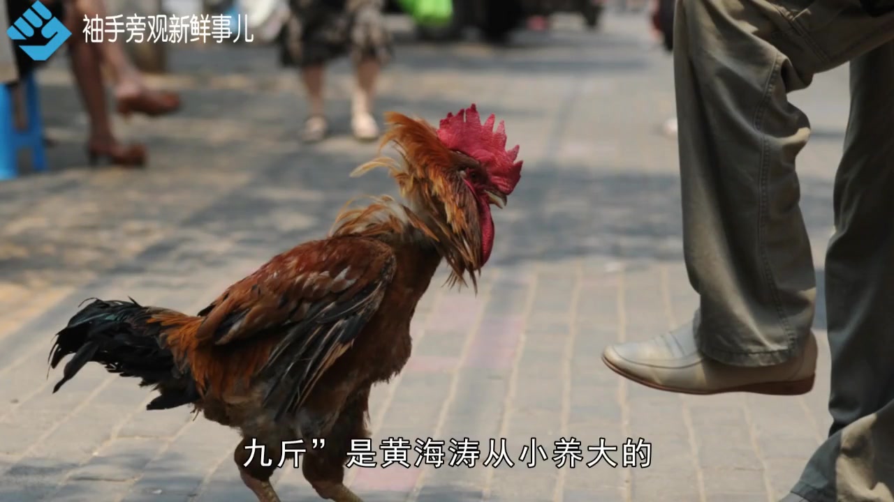 郑州一只公鸡会抽烟喝啤酒,给婴儿当保镖,有人300元买主人不卖