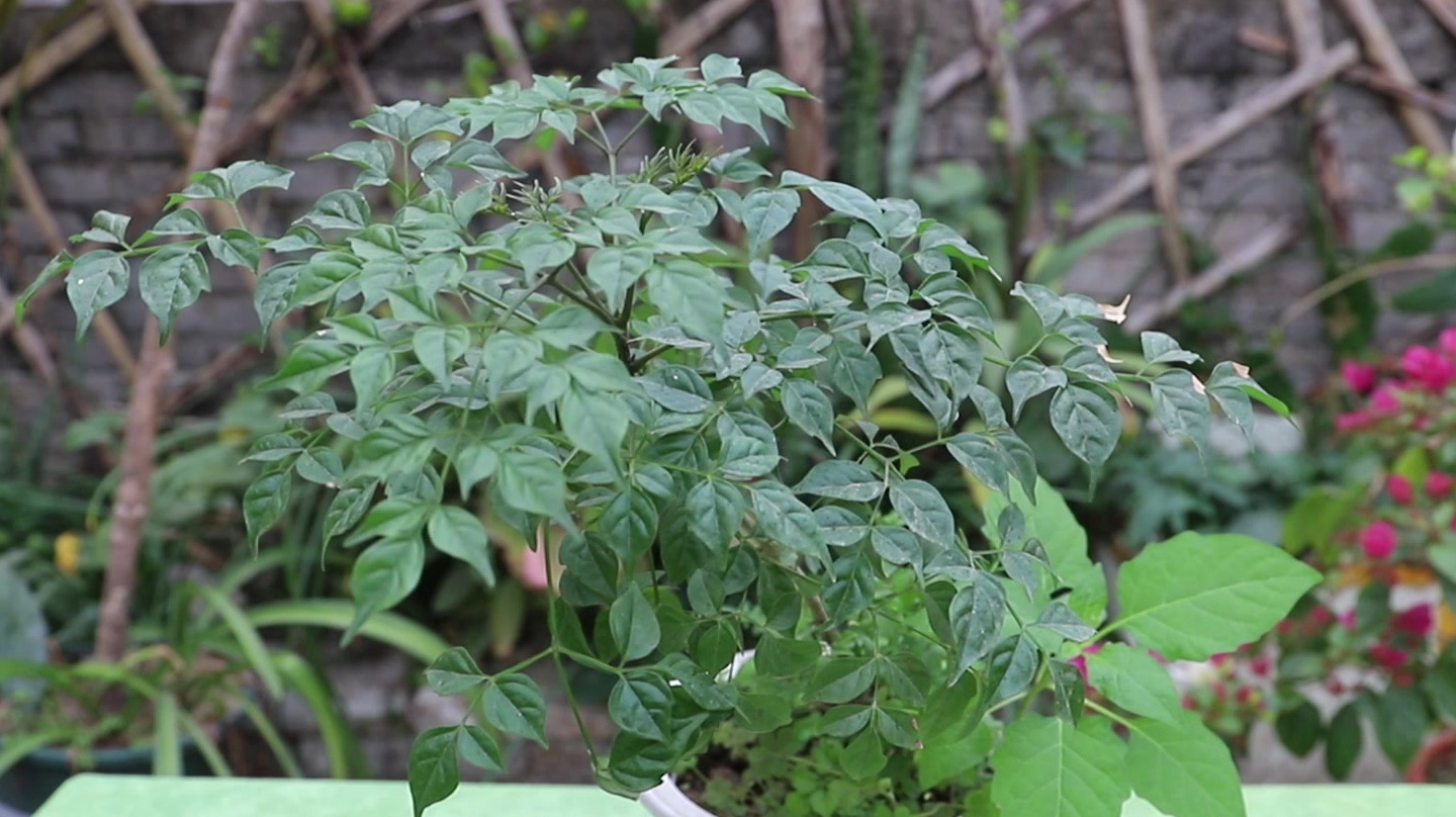 冬季养幸福树,千万不要吝啬,不然叶子哗啦啦的掉