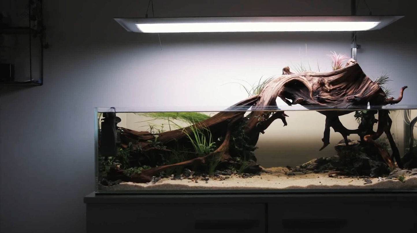 1米家庭精品造景鱼缸,浅滩题材造景,手把手教你造景最美的鱼缸