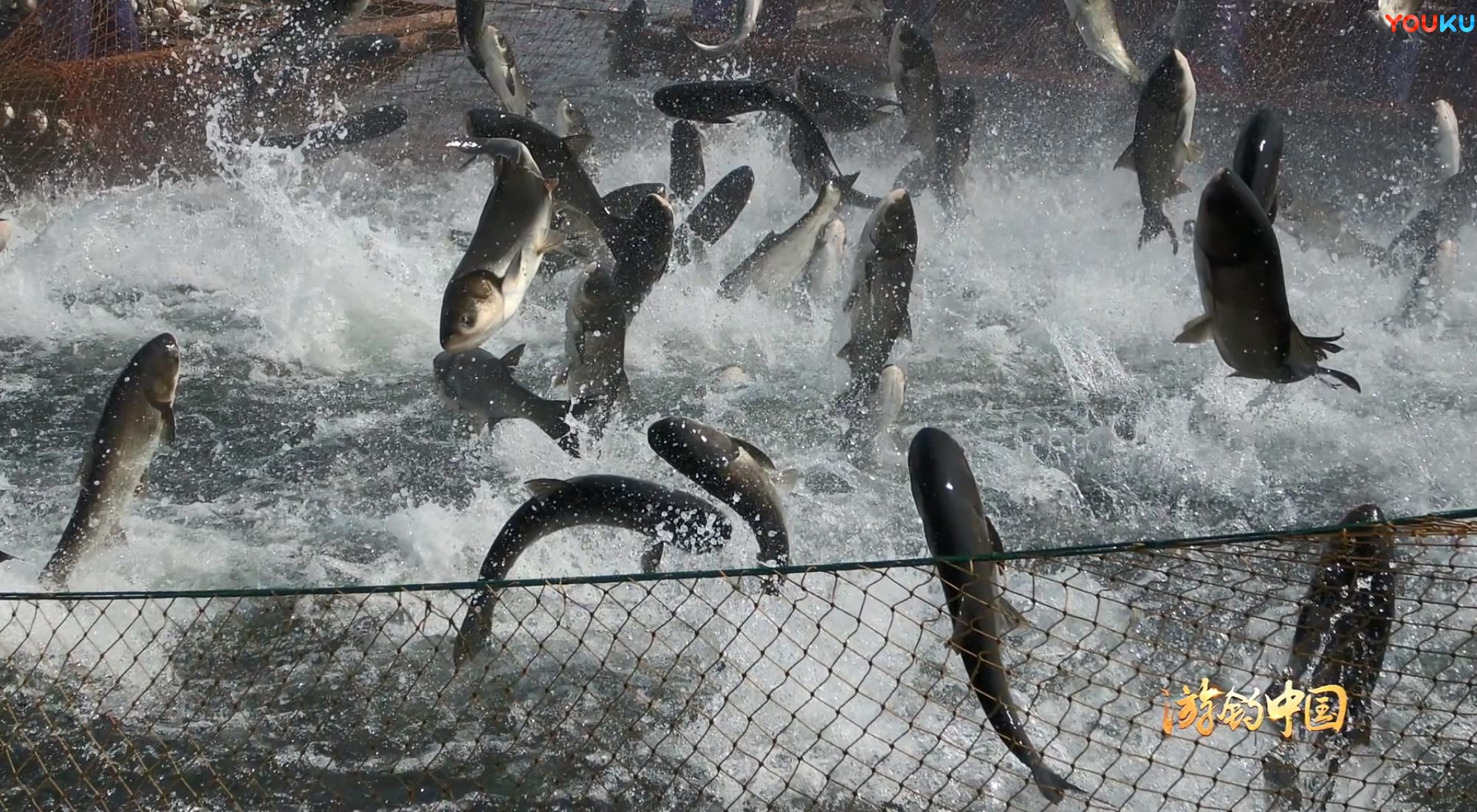 三花五罗十八子,七十二杂鱼,你知道有哪些吗
