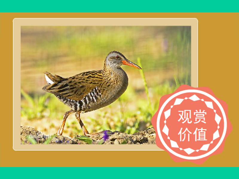 纯色秧鸡:林秧鸡属的鸟类在体型上与秧鸡属的很相似