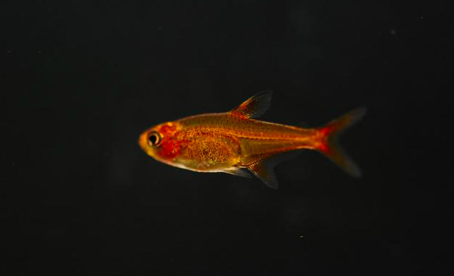 新手最适合饲养的灯科鱼,最长可以活5、6年,还对水温没有要求