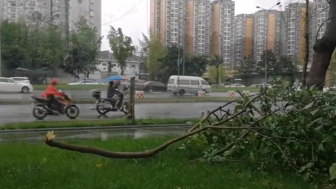 [图]中秋暴雨 成都城区多处行道树拦腰吹断