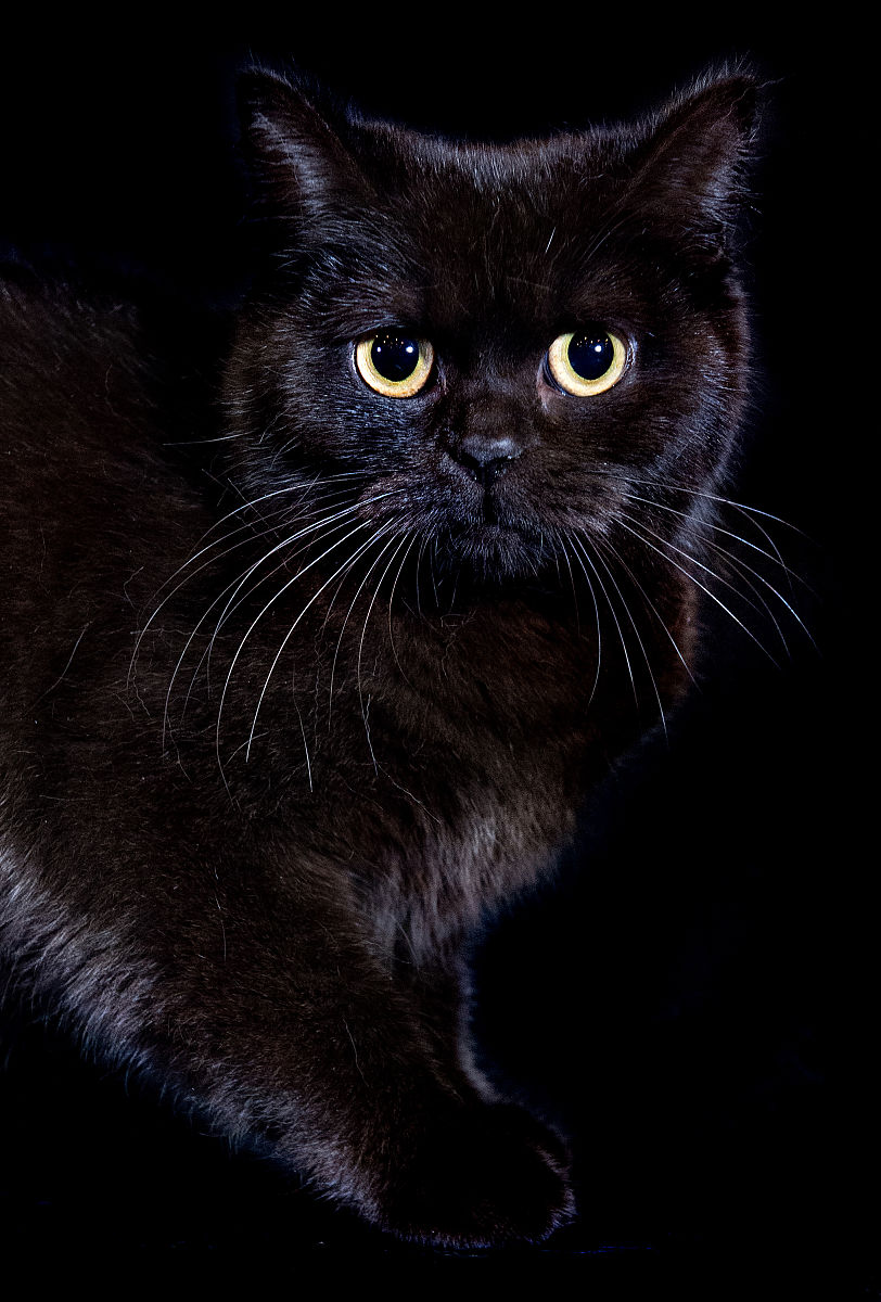 猫一般什么时候吃饭