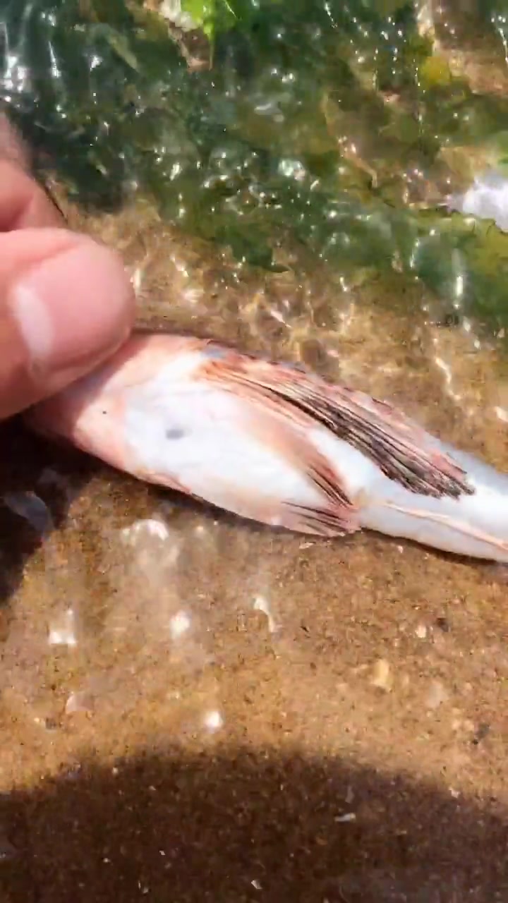 这么漂亮的鱼你见到过吗?据说是蝴蝶掉海里变成鱼了!
