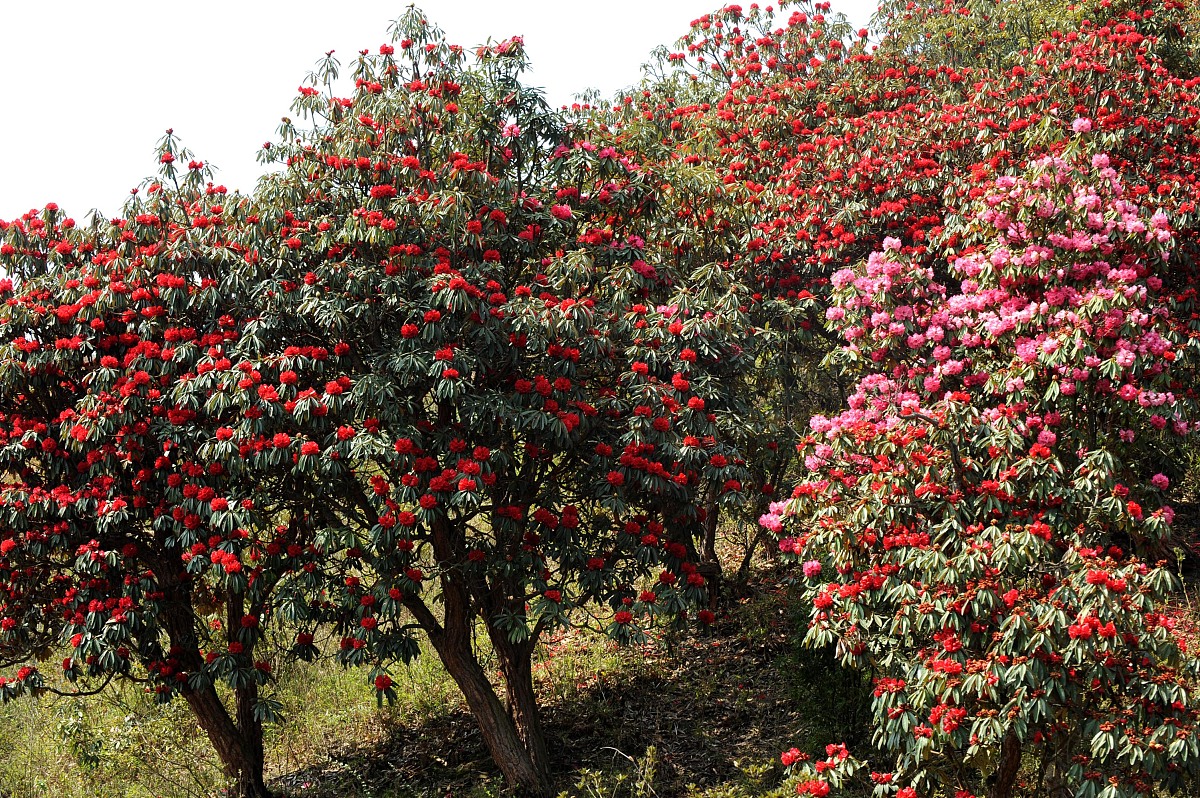 杜鹃花:花中西施     学名/拉丁名:rhododendron simsii & r.spp.    