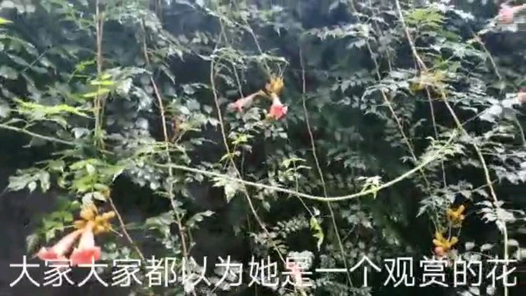 墙头上的观赏花,是味好草药!