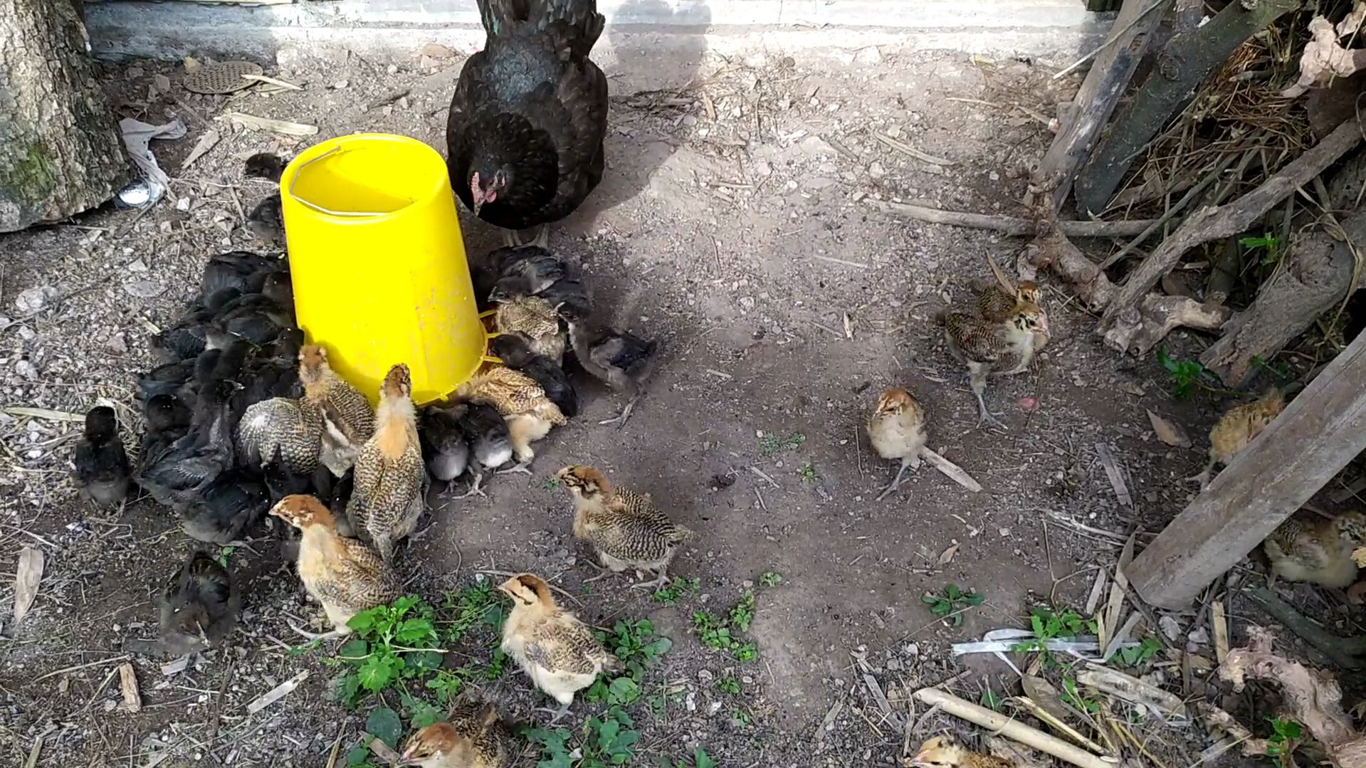 母鸡保护自己的小鸡,真够护短的,记录小鸡生长过程