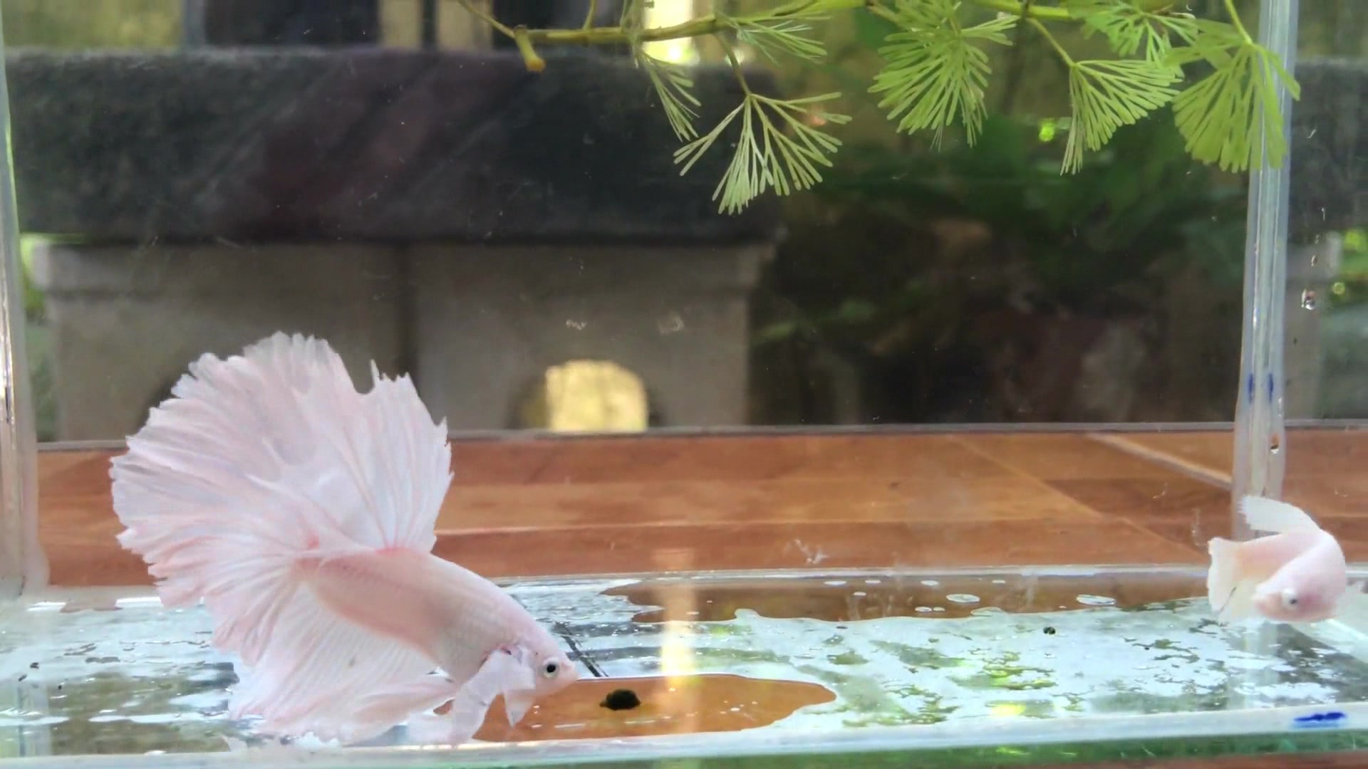 白色的斗鱼在水中,花式展现自己的完美,不过它对象就不给力了