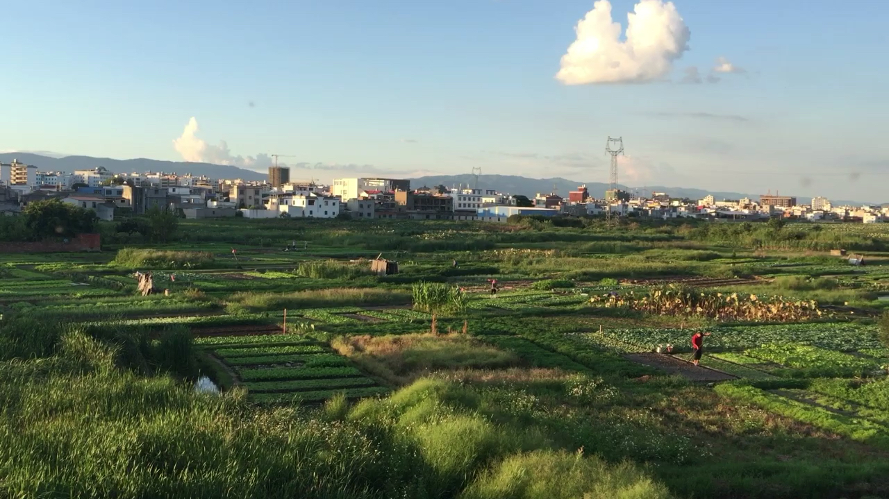 实拍云南建水蔬菜种植基地,这里的蔬菜大多销往外地