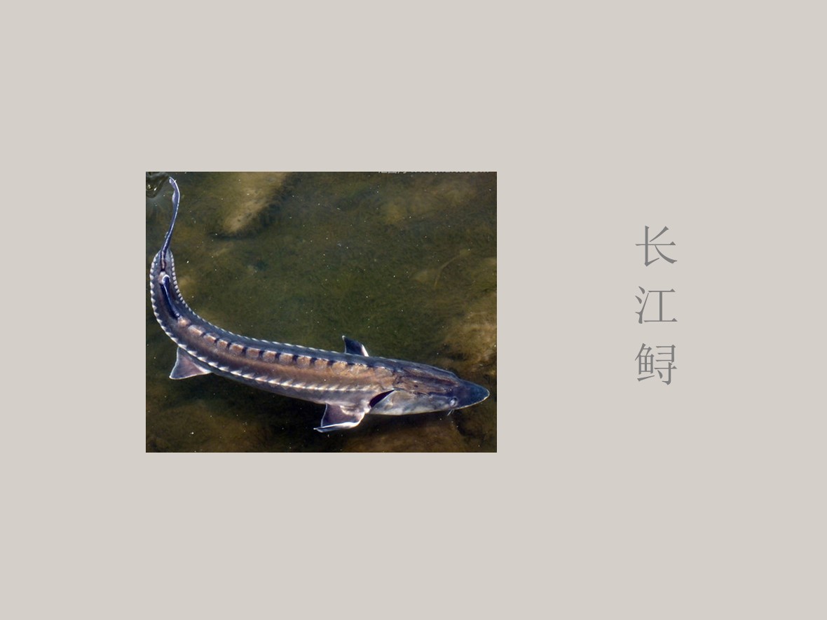 长江鲟:属淡水定居性鱼类