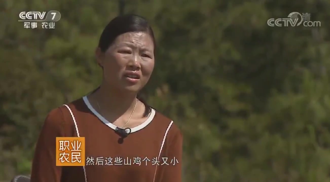 农广天地:七彩山鸡养殖场里面放几只孔雀,这样做有什么效果呢?