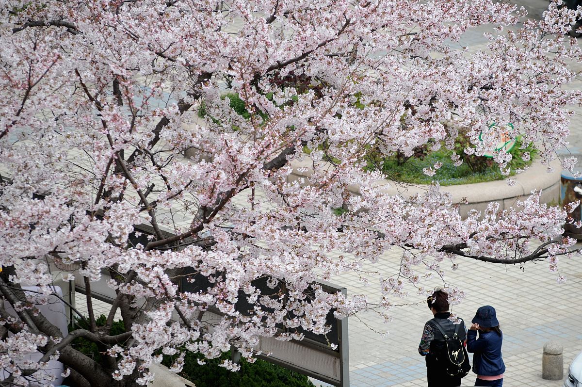 请问动漫Clannad中的樱花是什么品种的？