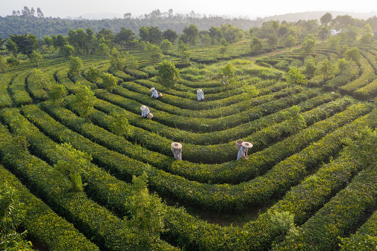 广东罗定榃滨镇入选首批国家农业产业强镇！