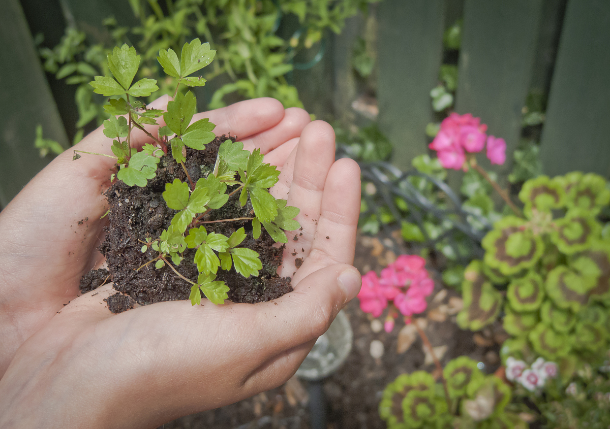 鹿角海棠如何繁殖