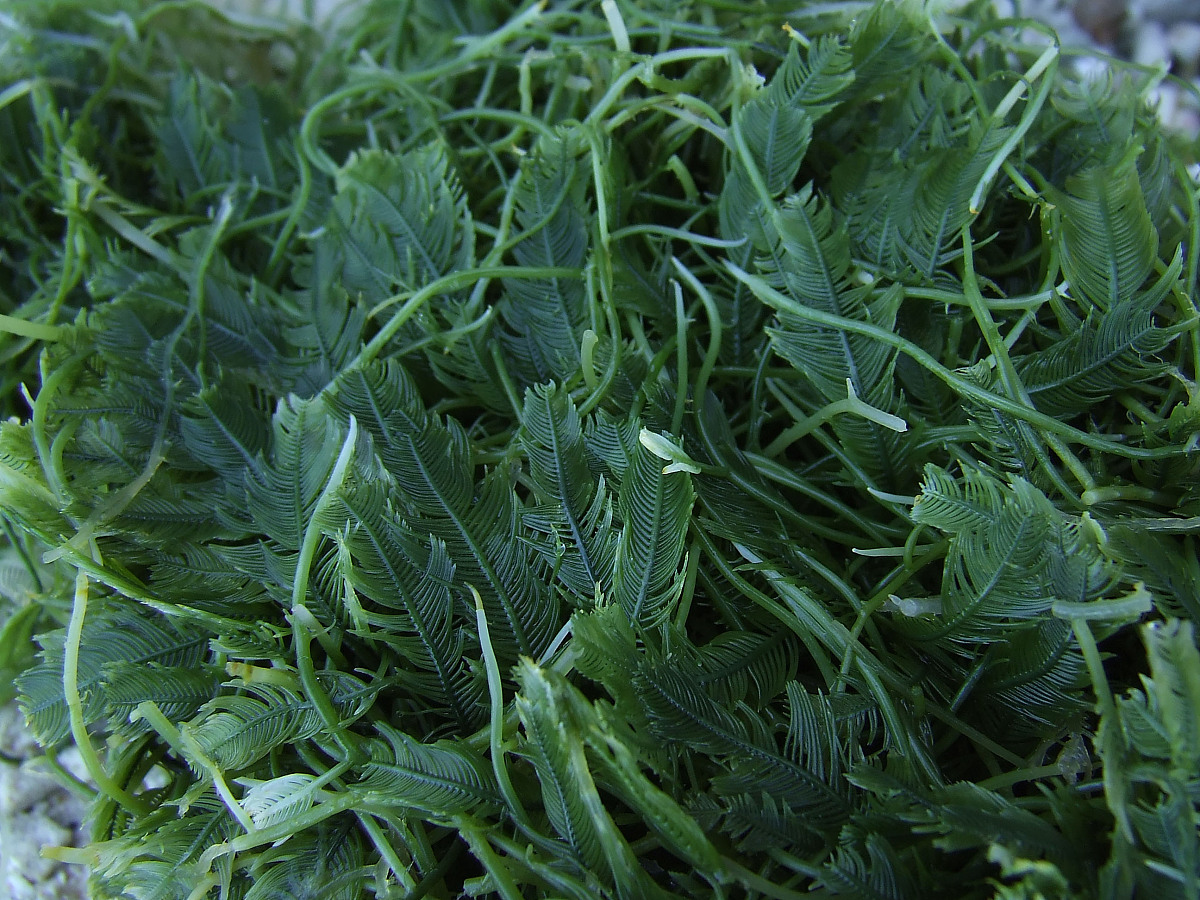 珊瑚礁生态系统里面丰富的海草.+++_+++西沙,西沙群岛,岛屿,海草